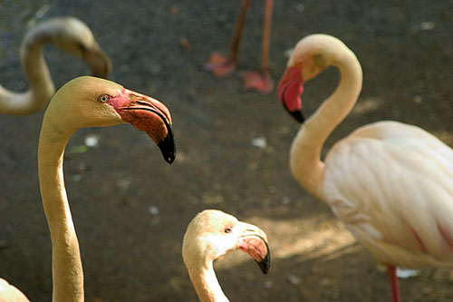 flamingos (30k image)